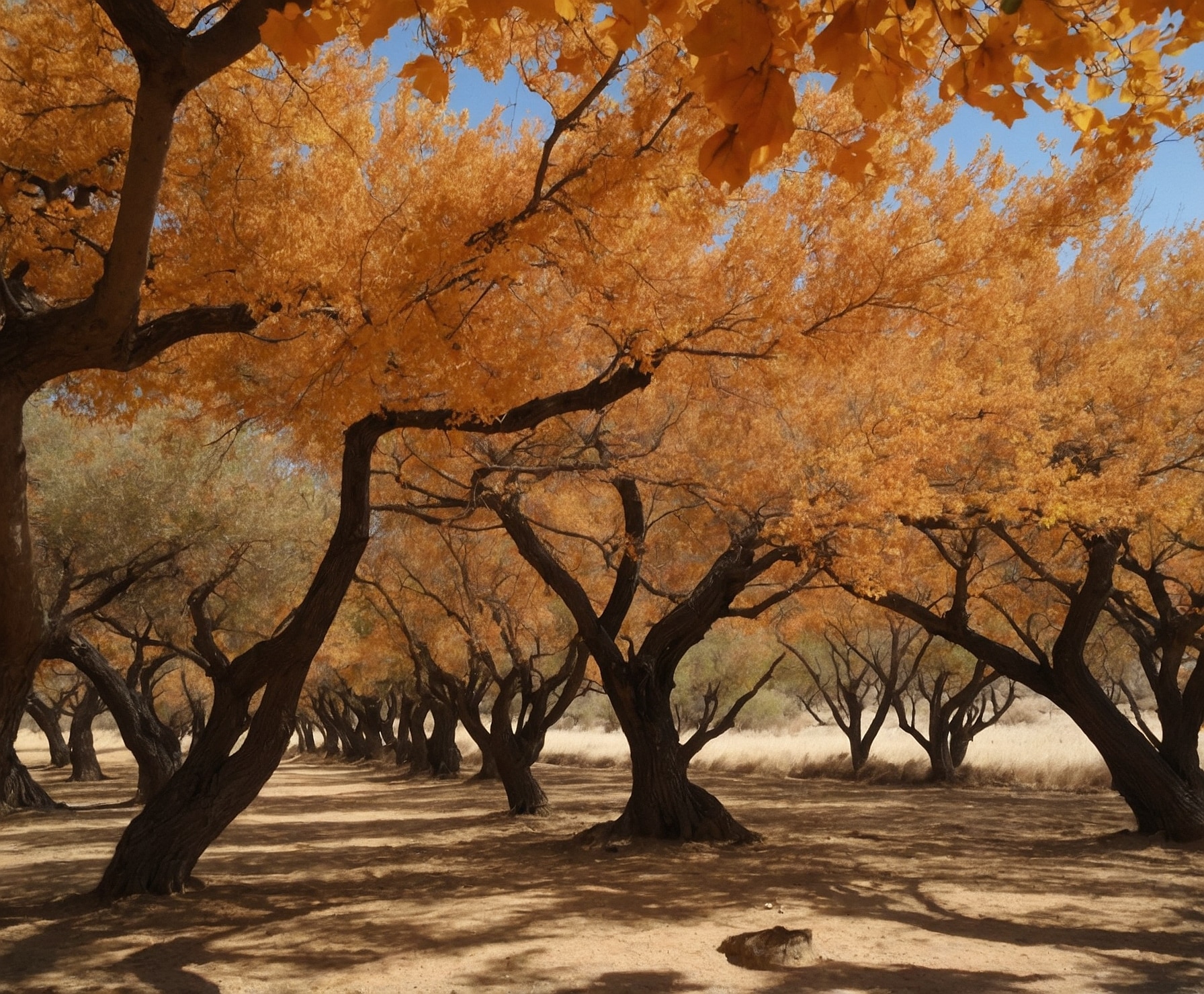 Cultivo innovador de almendras en Alcarràs